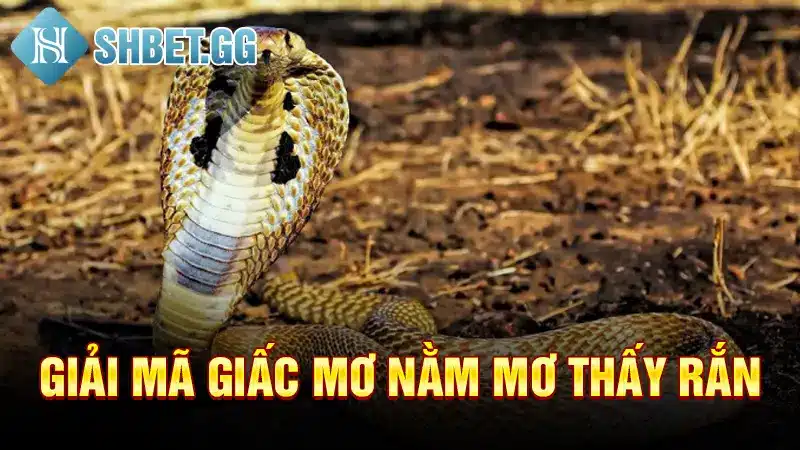 Mơ Thấy Rắn Điềm Gì? Xui Rủi Hay May Mắn Trong Tương Lai? 3 Giải mã giấc mơ nằm mơ thấy rắn