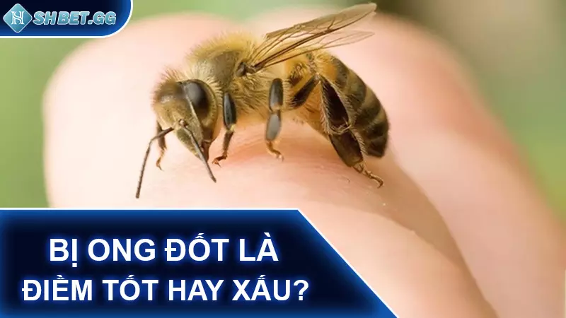 Giải mã bị ong đốt đánh đề con gì cho chính xác 3 Bị ong đốt là điềm tốt hay xấu?
